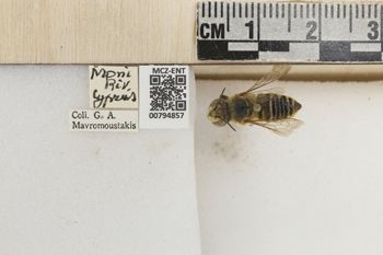 Media type: image;   Entomology 794857 Aspect: Labels